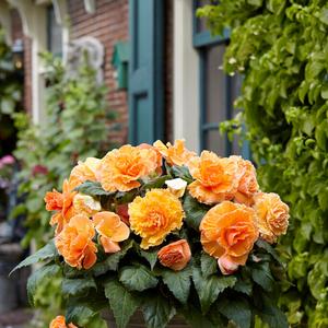 Begonia - Picotee Lace Apricot Cheap Sale Finishline