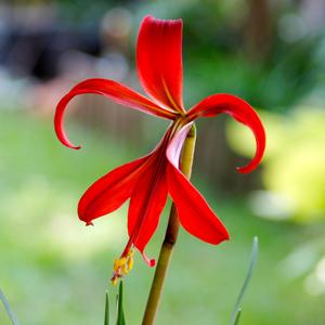 Sprekelia - Aztec Lily Best Place For Sale