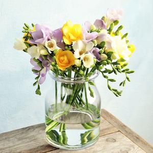 Freesia - Sunny Day Collection Cheap Cost