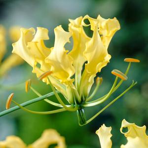 Gloriosa - Lutea Order Cheap Online