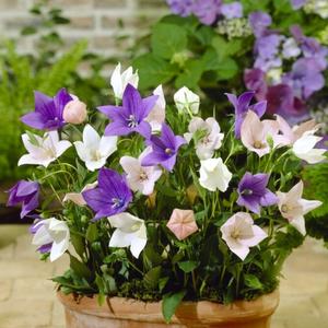 Platycodon - Pop Star Tri-color 2 Pack Free Shipping Fast Delivery