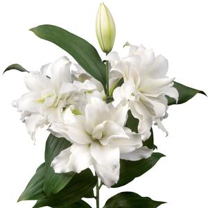 Lilium - Oriental Roselily Corolla Amazon Cheap Online