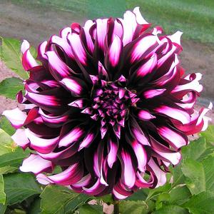 Dahlia - Tartan Cheap Excellent