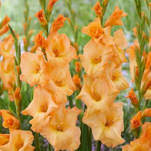 Gladiolus - Arcadia Sale Original