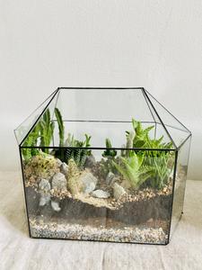 Greenhouse Cactus valley terrarium Low Cost