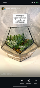 New Pentagon Open Terrarium Sale Clearance