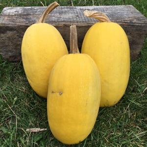 Winter Squash, Spaghetti Visit Cheap Pice