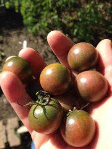 Tomato, Black Cherry Low Pice For Sale