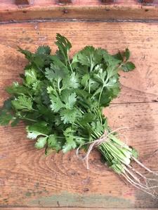 Herb, Santo Cilantro Largest Supplier