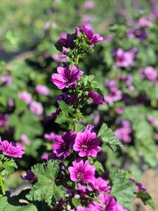 Flower, Zebrina Cheap Wholesale
