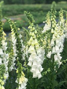 Flower, Alba Foxglove Cheap The Cheapest