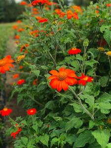 Flower, Mexican Sunflower Thithiona Shop For Sale