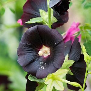Alcea rosea Nigra (hollyhock) Buy Cheap Cheapest