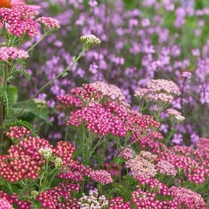 Achillea Cerise Queen Nicekicks