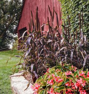GRASSES ORNAMENTAL MILLET purple majestic Cheap Sale Tumblr