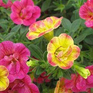 CALIBRACHOA chameleon double pink yellow The Cheapest