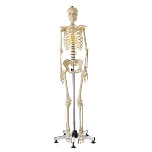 Artificial Female Human Skeleton Shop Offer Cheap Online