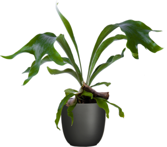 Platycerium | Staghorn Fern (M-6in) 100% Original Cheap Pice