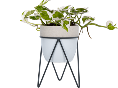 Pothos Jade Pearl (S) For Nice Cheap Online