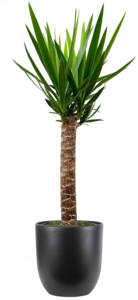 Joshua Tree Cane Yucca Single Stem (XL) 2025 Cheap Pice
