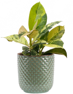 Ficus Shivereana Moonshine | Rubber Tree (S) Clearance Perfect