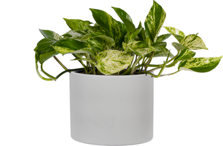 Epipremnum | Pothos Marble Queen (M) Collections Online