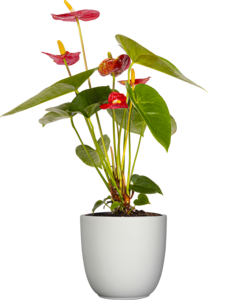 Red Anthurium (M) Buy Cheap Low Shipping Fee
