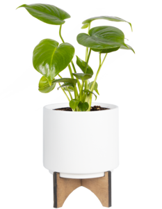 Monstera Deliciosa (S) | Swiss Cheese Plant Free Shipping Get To Buy