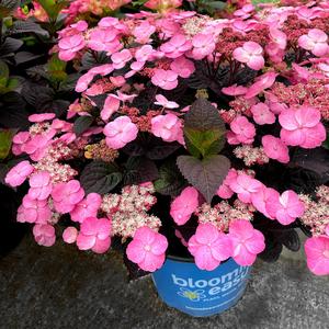 Pink Dynamo | Hydrangea Serrata (L) Buy Cheap Pices