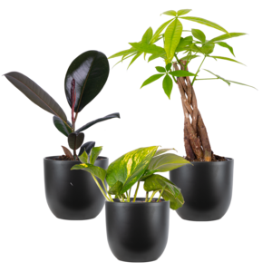 Easy Care Trio - Assorted (S) | Black Pots 100% Original