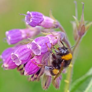 Comfrey plants, Bocking-14 variety  - 1 small/medium/large plant Best For Sale