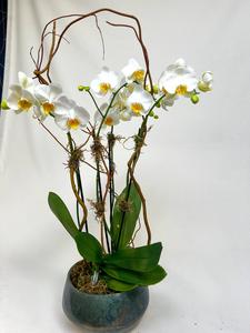 Double Orchid Plant Clearance New Arrival