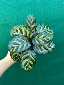 Calathea Makoyana Cheap Sale Inexpensive