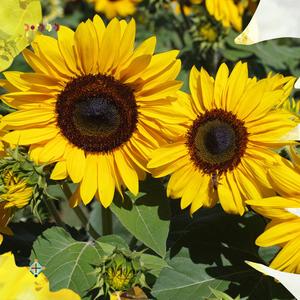 Sunflower Seeds - FleuroSun - Tall, Branched  - GOLD SPRAY - Packets Clearance From China
