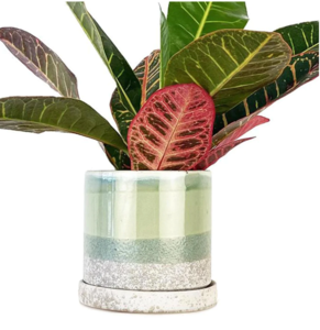 Green Cement - Chive Minute Pot & Saucer Wholesale Pice For Sale