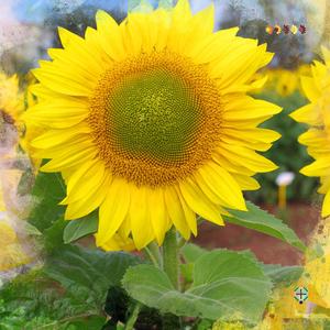 Sunflower Seeds - FleuroSun - Tall, Unbranched - LANDSCAPE - Packets 100% Guaranteed