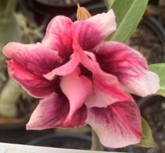 BAF564 MISTIFIED Adenium Desert Rose Clearance For Nice