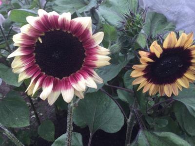 Sunflower Seeds - FleuroSun - Tall, Unbranched - LILAC MONARCH - Packets Reliable Cheap Online