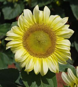 Sunflower Seeds - FleuroSun - Tall, Unbranched - ICE LADY -Wholesale Outlet Locations Cheap Pice