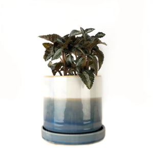 Blue Layers - Chive Minute Pot & Saucer Discount Cheapest Pice