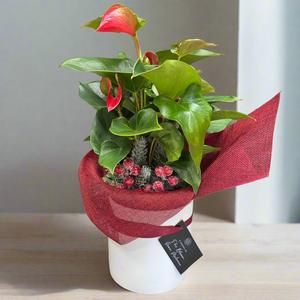 Anthurium Flower Plant Sale Online Shop