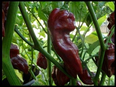 15 seeds Chocolate Devil's Tongue super RARE! Extreme Hot Pepper Great for Powder Pices Cheap Online