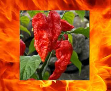 3 Live 4 - 7" inch Seedlings Red Ghost Pepper Bhut Jolokia Hot world record chili Buy Cheap Pices