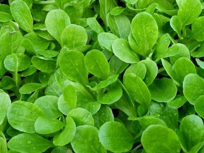 100 seeds Dutch Corn Salad Lambs lettuce Mache salad Fresh Sharp Flavor Heirloom Cheap Pice Discount Authentic