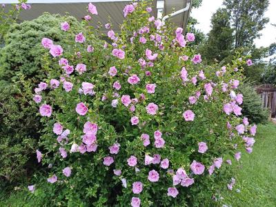 Hibiscus Minerva Rose of Sharon Flower 10 - 200 Seeds Beautiful Pink Shades Ornamental Outlet Find Great