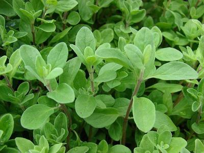 Sweet Marjoram Herb 200 - 10,000 Seeds Origanum Majorana Za'atar Bulk Culinary Cheap Sale Perfect