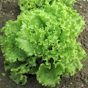 Green Salad Bowl Loose Leaf Lettuce 600 - 16,000 Seeds AAS Heirloom Improved Free Shipping Clearance Store