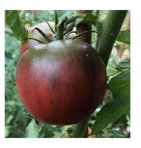 Black from Tula Tomato Seeds 30, 50, 200 Rare purple Russian Fresh Heirloom Free Shipping Low Cost