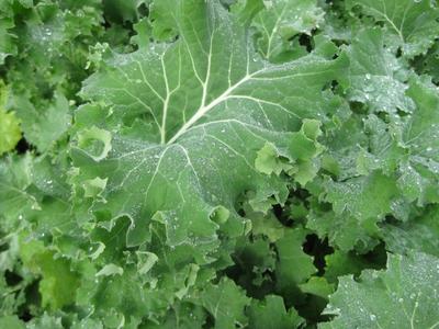 IMPROVED SIBERIAN KALE SEEDS HEIRLOOM Garden Vegetable Greens Non-GMO Healthy Cheap Sale Cheap