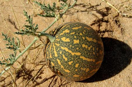 Colocynth Bitter Apple 15- 300 SEEDS Citrullus Bitter Cucumber Vine of Sodom Oil Best Wholesale Sale Online